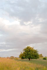 Obraz premium Baum mit Wolken