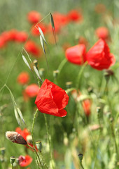 Naklejka premium Coquelicots