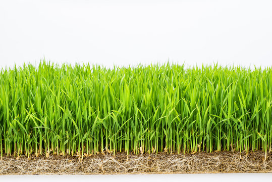 11 303 最適な 稲の苗 画像 ストック写真 ベクター Adobe Stock