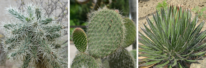 Kaktus - cactus