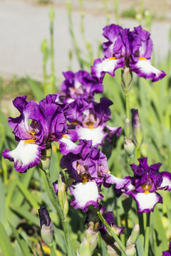 Iris flower growing in the garden