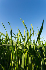 Fototapeta premium Green wheat field