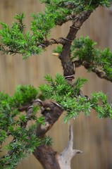 Bonsai Wacholder - Juniperus communis