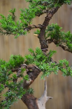 Bonsai Wacholder - Juniperus communis