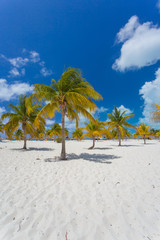 Palm trees on the white sand. 