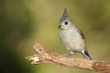 Titmouse en una rama