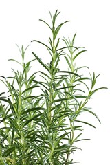Rosemary on a white background