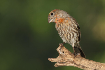 House finch posado en una rama con fondo verde