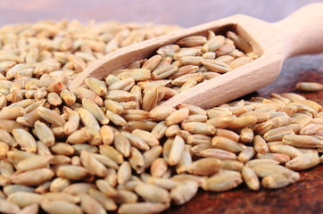Heap of rye grain with wooden spoon