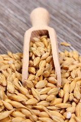 Barley grain with spoon on wooden background