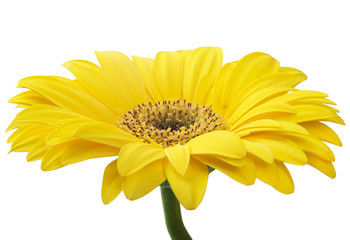 Daisy Gerbera Flower on white