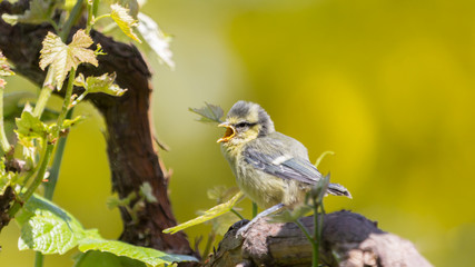 Little bluetit on a branche