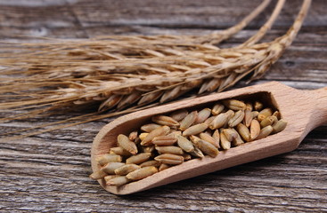 Heap and ears of rye grain on wooden background