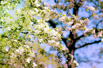 Spring flowers on the tree