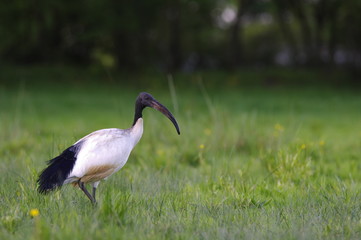 Ibis sacré 2