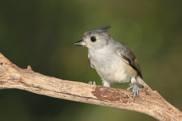 Titmouse en una rama