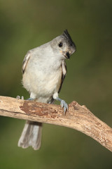 Titmouse en una rama
