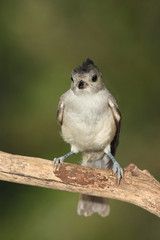 Titmouse en una rama