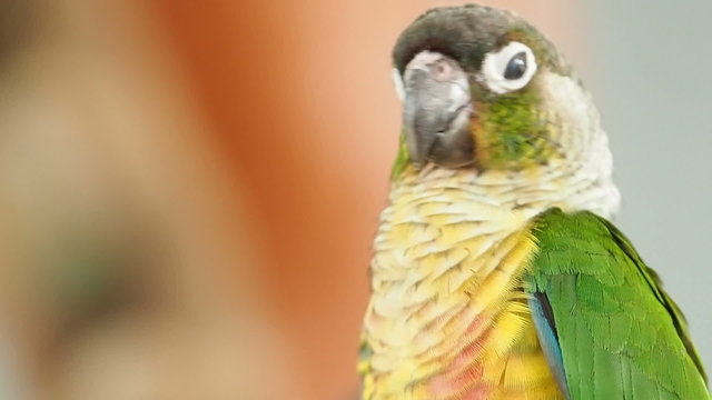 Close up Cute Sun Conure parrot bird.
