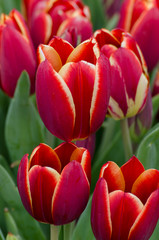 red tulips