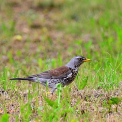 turdus pilaris bird
