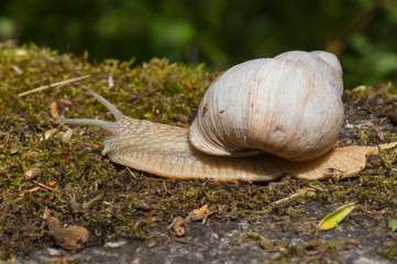 Burgundu snail on moss