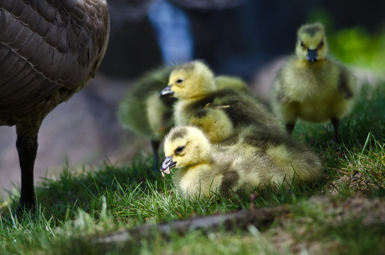 Newborn Gosling Munching on a Seed in the Green Grass
