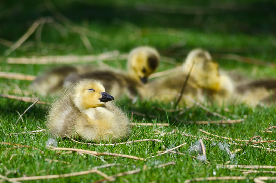Adorable Little Gosling Resting in the Green Grass