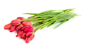 red tulips isolated on white