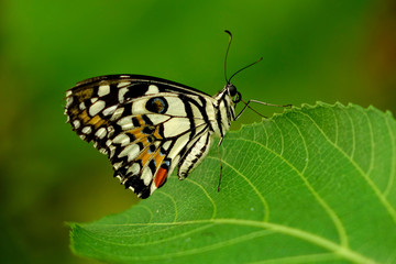 Lime Butterfly (Papilio demoleus malayanus) on green leaf