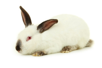 White rabbit isolated on white