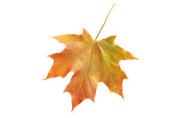 Autumn leaf isolated on white