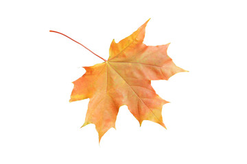 Autumn leaf isolated on white
