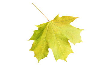 Autumn leaf isolated on white