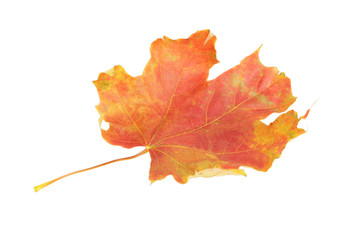 Autumn leaf isolated on white