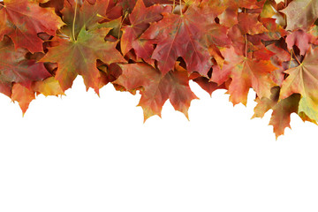Autumn leaf on white background