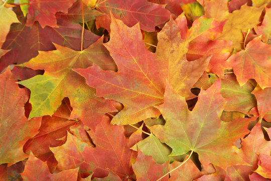 Background of autumn leafs