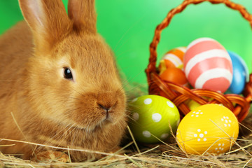 Young red rabbit in hay with eggs on green background