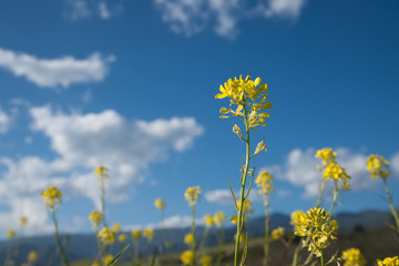 Single Yellow Mustard Stem