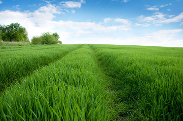 Wild road in a green meadow with wheat sprouts and blue sky with