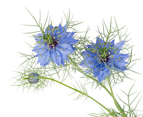 Nigella. Love-in-a-mist flower isolated on white.