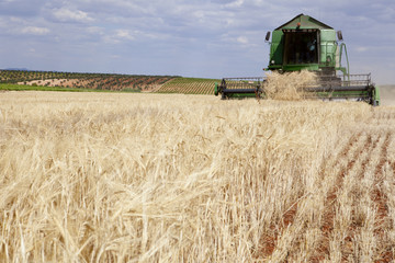 Fototapeta premium Harvesting barley