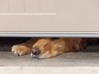 Dog's Nose Under Garage Door
