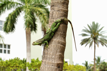 Common green iguana living in a residential neighborhood - Powered by Adobe