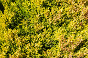 green vegetation cover
