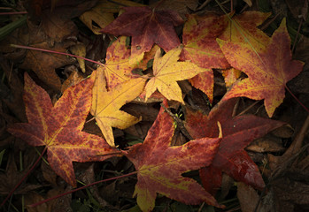 Autumnal ground