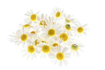 Chamomile flowers