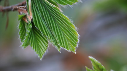 Little beech tree leaves