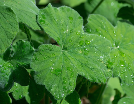 Geranium leaves closeup with rain drops in sunshine.