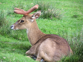 Naklejka na ściany i meble Fawn fallow deer relaxing on the gree grass
